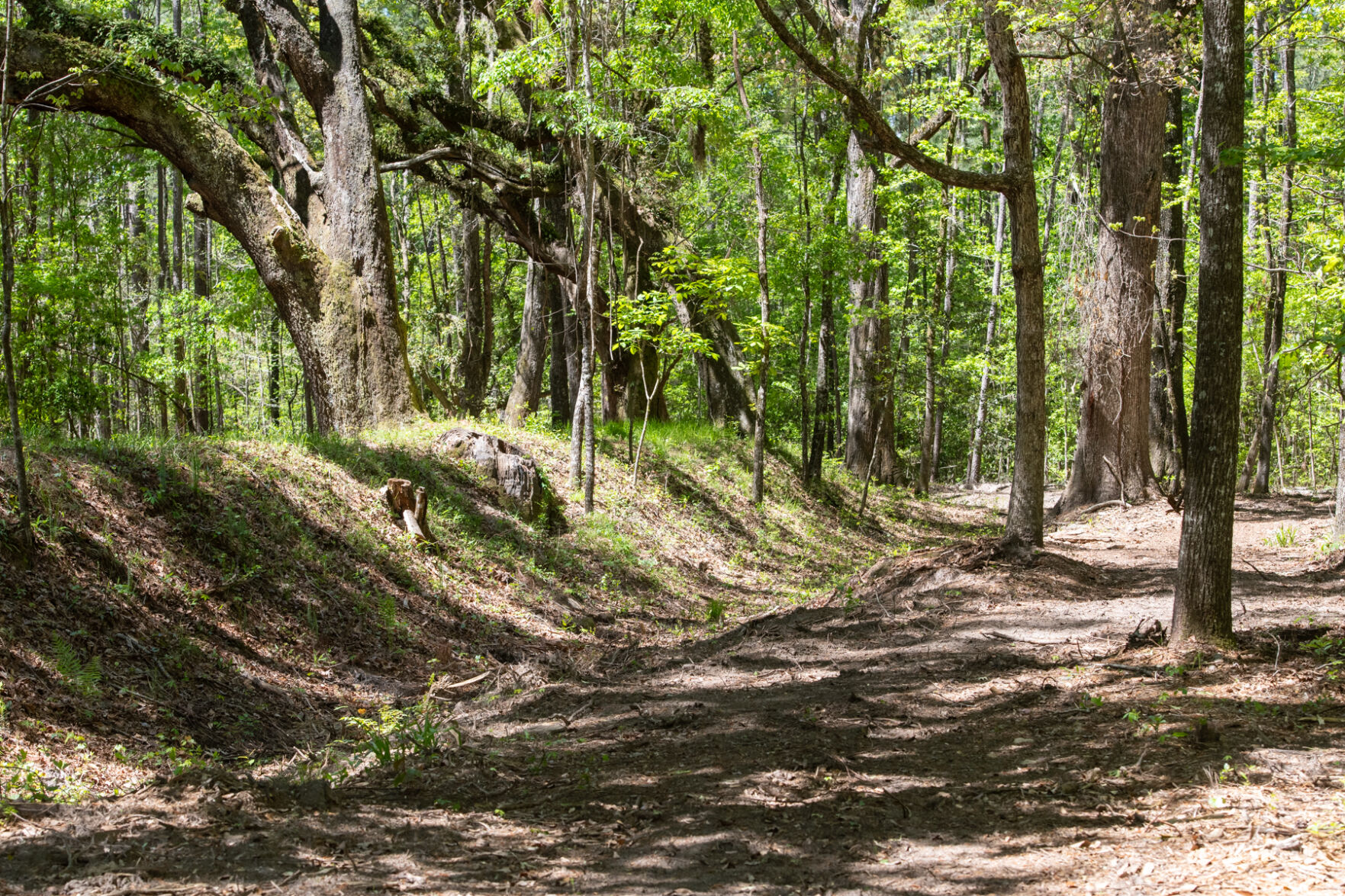 Honey Hill earthworks.jpg